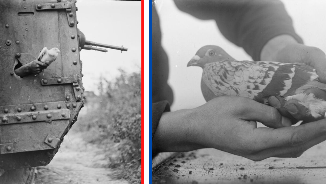 british tanks with pigeons