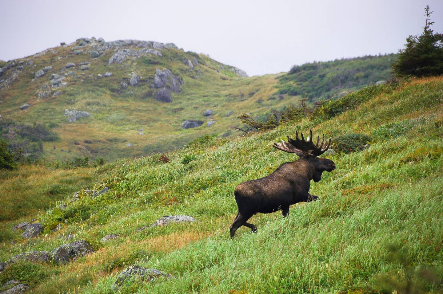 long-range hunting moose