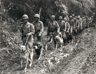war dogs in the pacific