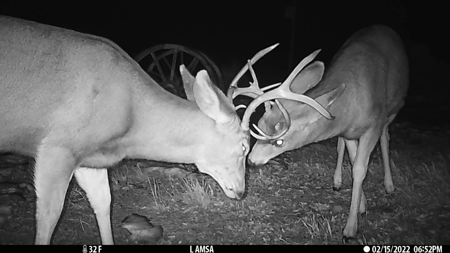 two deer are caught on a trail camera