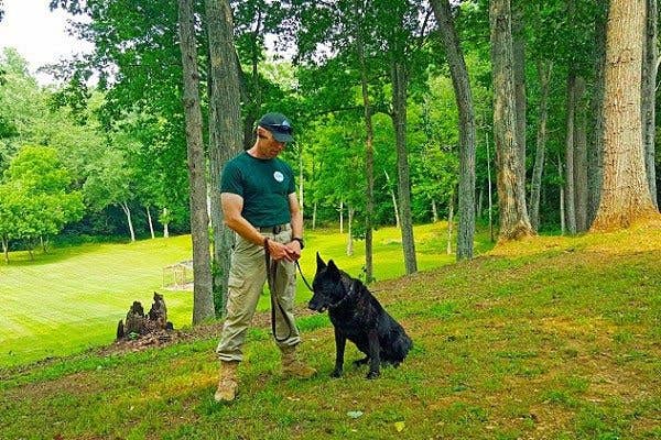 Global Dynamic Security trains dogs to use their natural hunting instincts to find bomb odors more quickly than conventionally trained and operated bomb-sniffing dogs. Photo: Courtesy Global Dynamic Security