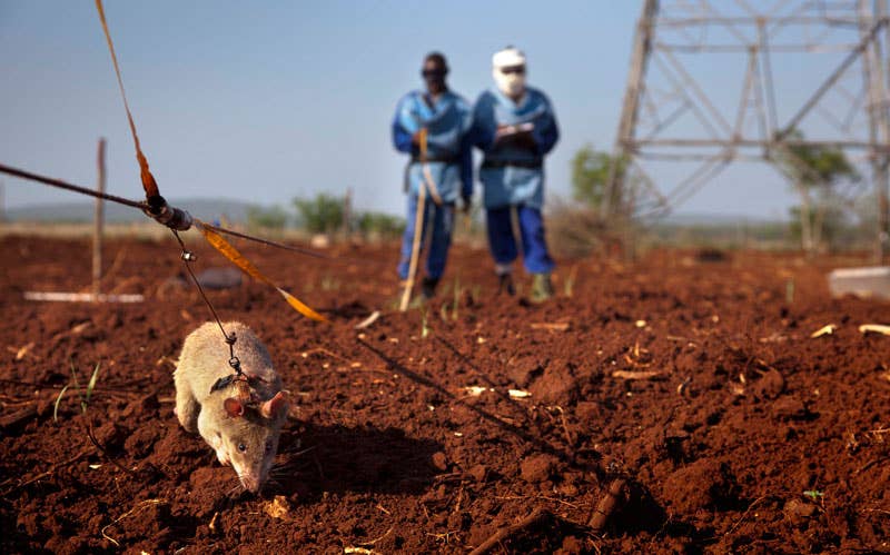 These giant African rodents are used to sniff out land mines