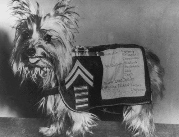 These 5 dogs of war took it to America&#8217;s enemies