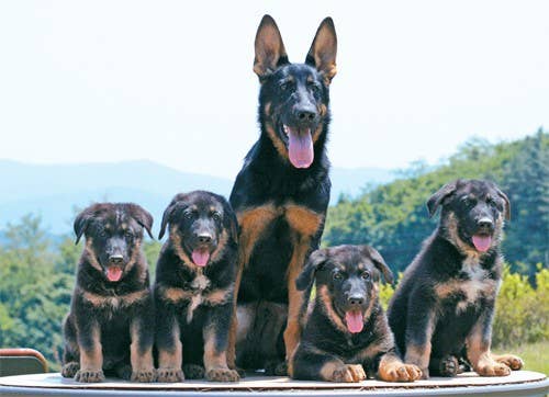 Five puppies cloned from Trakr, a German shepherd, who made headlines by rescuing victims from the World Trade Center following the 9/11 terrorist attacks. (Yonhap News photo)