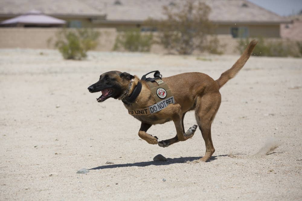 Xxyliana, military working dog, Provost Marshal's Office, sprints toward her target during a demonstration for the summer reading program at the Twentynine Palms Public Library, July 13, 2017. Xxyliana demonstrated her obedience to not only show what MWD's are capable of, but to foster a positive relationship with the community. (U.S. Marine Corps photo by Pfc. Margaret Gale)