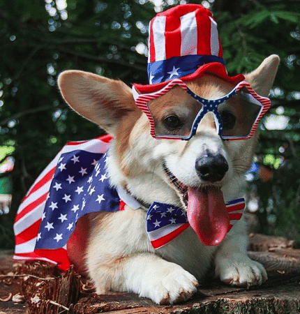 Who's a good little patriot? You are! Yes, you are! Yes, you are!