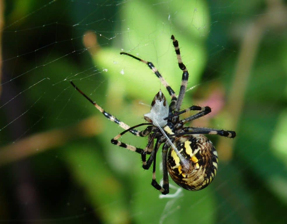 A female spider wraps her prey in silk. (Wikimedia Commons)