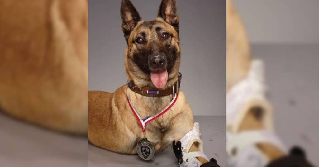 Layka lost a leg (and nearly two) while deployed.