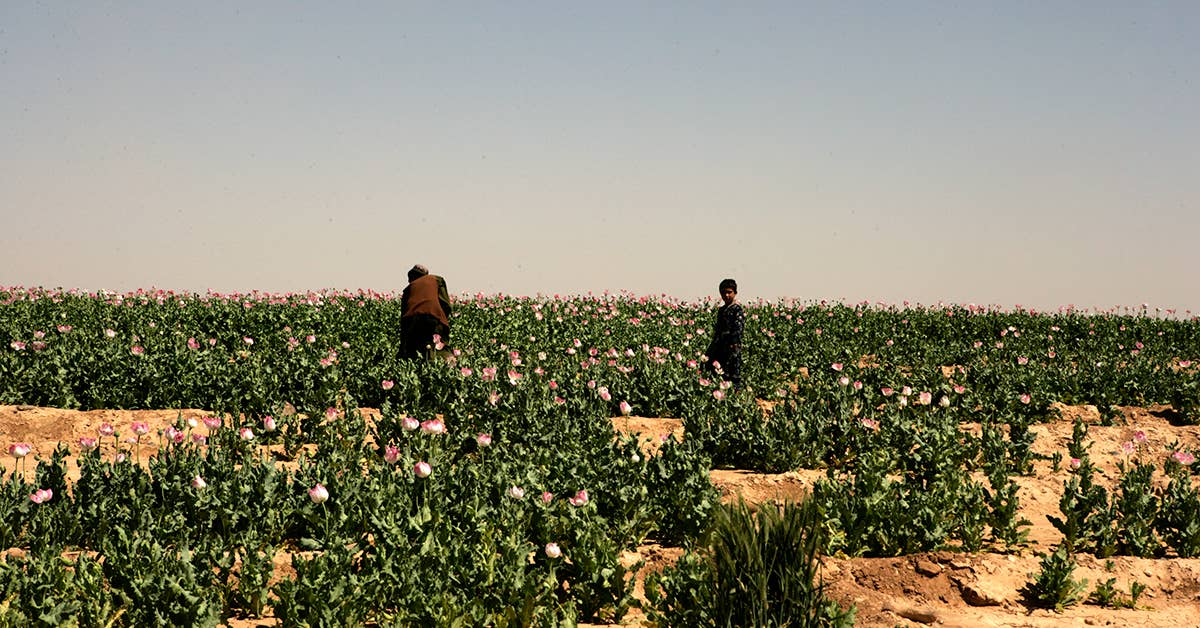 A field filled with opium poppy plants can be seen April 11, 2012, in Marjah, Afghanistan. Heroin is derived from raw opium gum, which comes from opium poppies. (U.S. Marine Corps photo by Sgt Michael P. Snody)