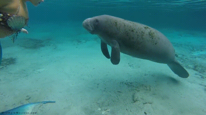 Fun fact: Christopher Columbus legit thought manatees were mermaids when he first saw one and he was disappointed because he thought mermaids would be hotter. (Image via GIPHY)