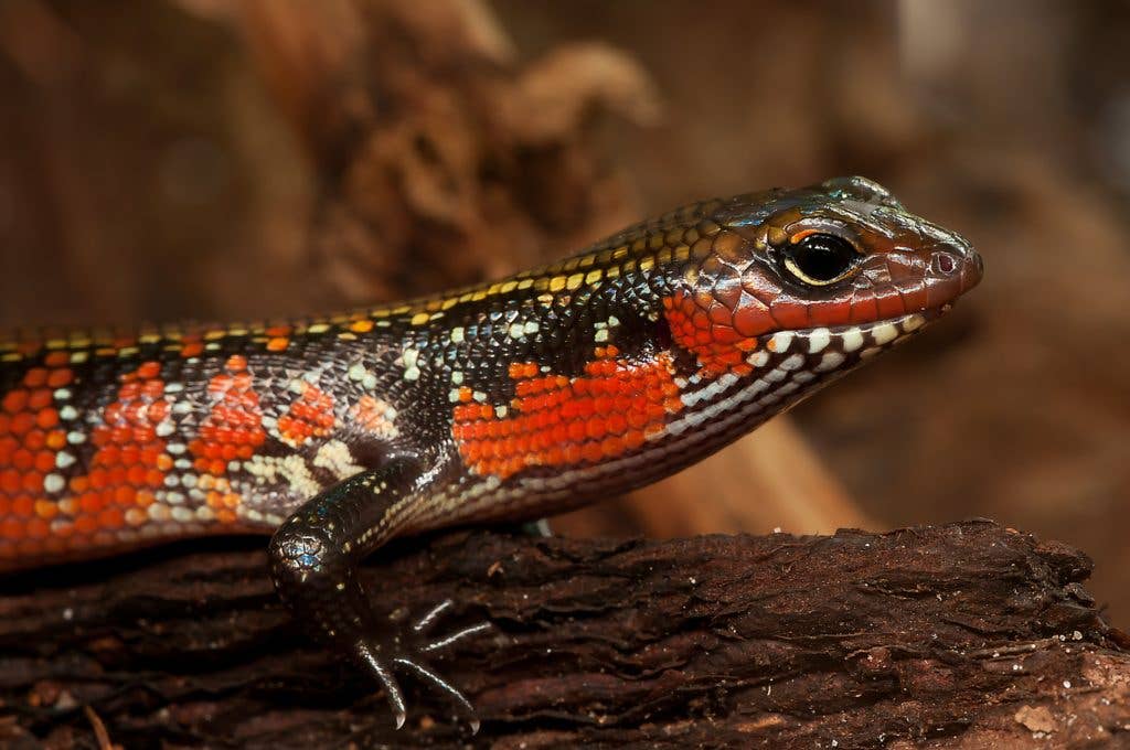 The Army is researching regrowth of lost limbs, similar to how salamanders regrow theirs. (Image Pexels)
