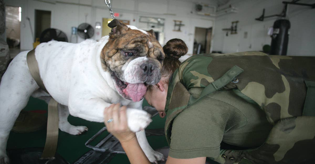 Cpl. Archibald Hummer, depot mascot, gets the upper paw during a grappling session with Staff Sgt. Michelle Baerman, Parris Island, SC, May 24. Photo by Lance Cpl. Francisco Abundes.