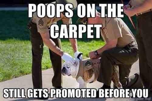 If you poop on the carpet, you'll change ranks quickly too.