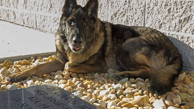 Sirius sits on a memorial dedicated to Sgt. Joshua Ashley, his handler. (U.S. Marine Corps photo)