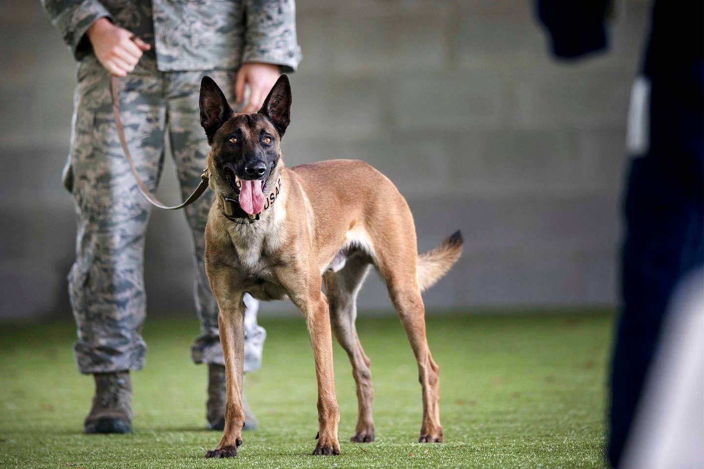 Military Working Dog Ttoby, 23d Security Forces Squadron, prepares for an MWD demonstration, Feb. 2, 2017, at Moody Air Force Base, Ga. Ttoby is a Belgian Malinois and specializes in personnel protection and detecting explosives. (U.S. Air Force photo by Tech. Sgt. Zachary Wolf)