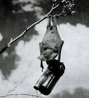 A bat bomb in action Photo: schoolhistory.org.uk