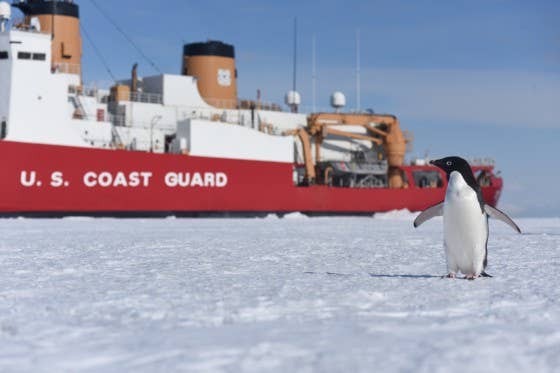 A curious Adelie penguin stands near the Coast Guard Cutter Polar Star on McMurdo Sound, Antarctica, Jan. 7, 2016. During their visit to Antarctica for Deep Freeze 2016, the U.S. military's logistical support to the National Science Foundation-managed U.S. Antarctic Program, the Polar Star crew encounters a variety of Antarctic marine life, including penguins, whales and seals. | U.S. Coast Guard photo by Petty Officer 2nd Class Grant DeVuyst.