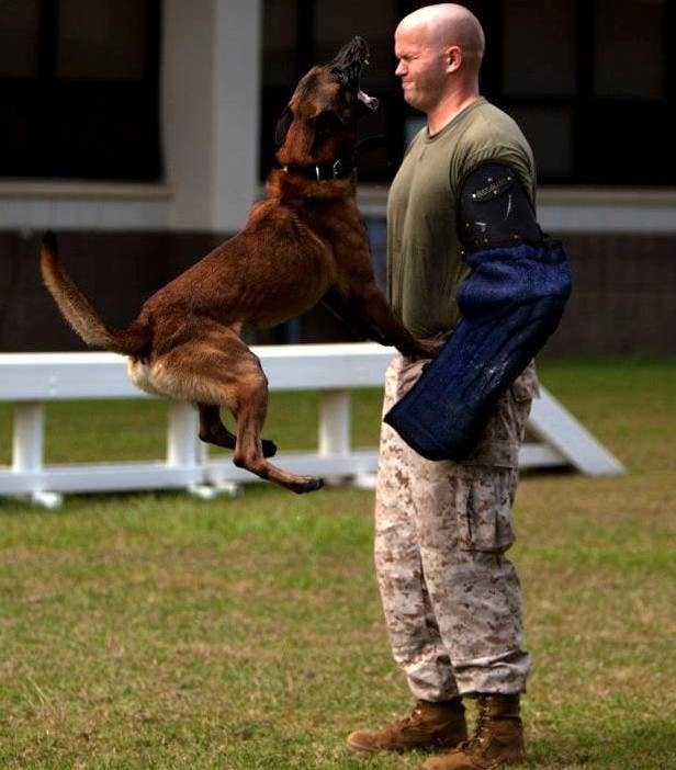 marine corps military working dog