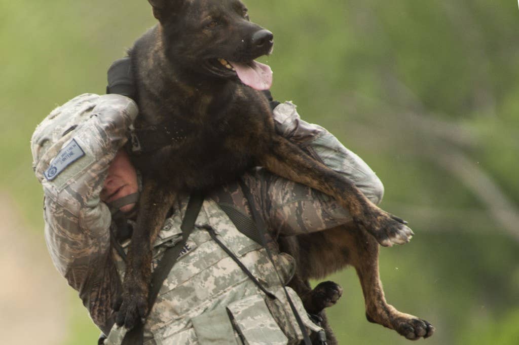 army military working dog