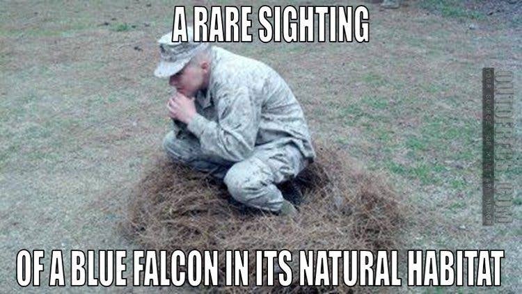 blue falcon in natural habitat