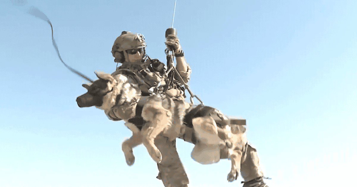 Five war heroes who also happened to be dogs