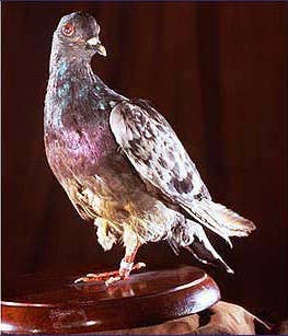 Cher Ami as she is displayed at the Smithsonian Museum. Photo: US Army Signal Corps