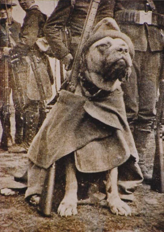 Sgt. Stubby rocks his great coat and rifle during World War I. (Photo: Public Domain)
