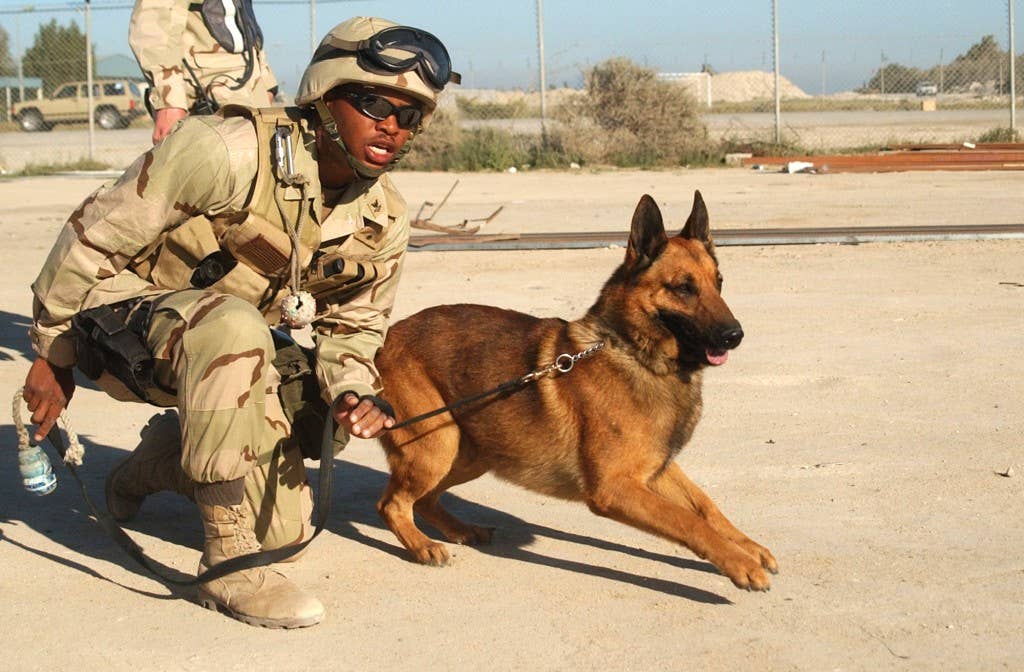 A Navy military working dog handler trains his partner. Photo: US Navy Photographer's Mate 1st Class Arlo K. Abrahamson