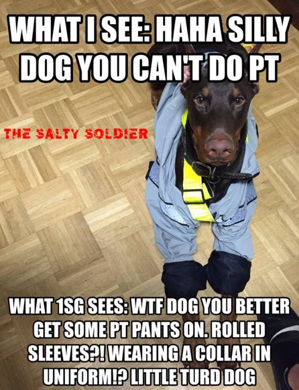 Wait, why can't the dog do PT?