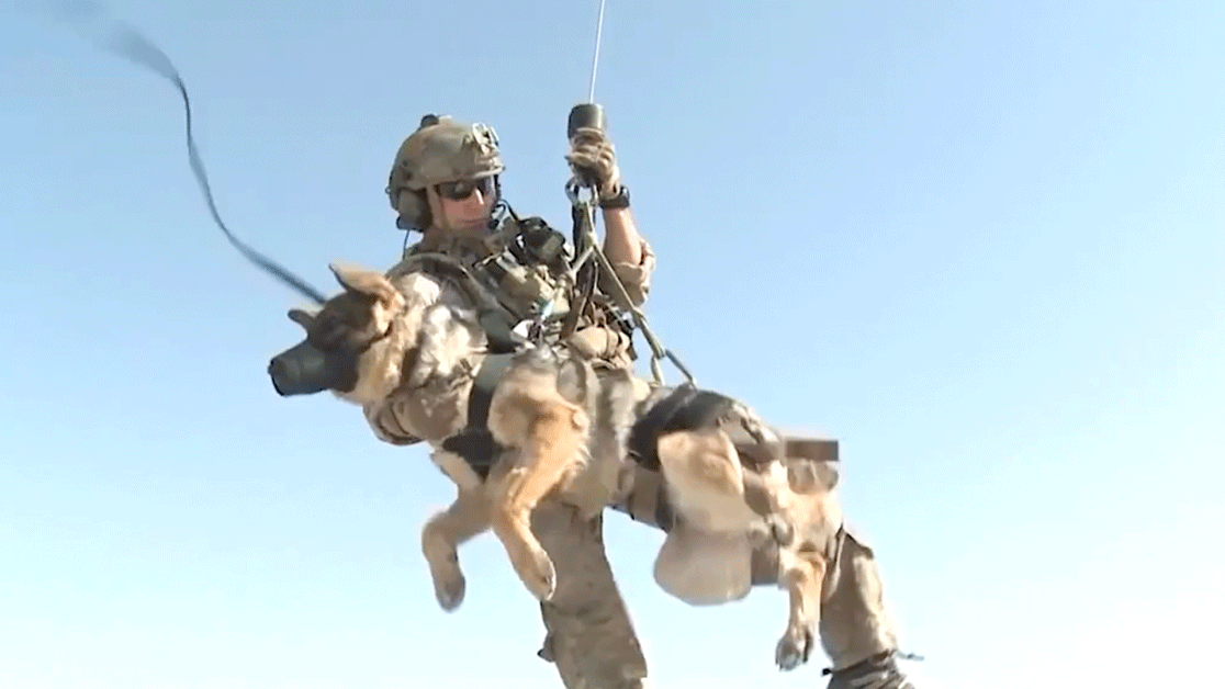 Here are 9 myths about military working dogs