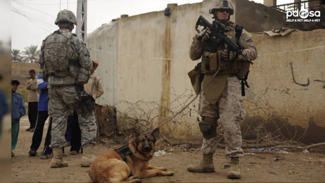 This military working dog was just recognized for actions that cost her a leg