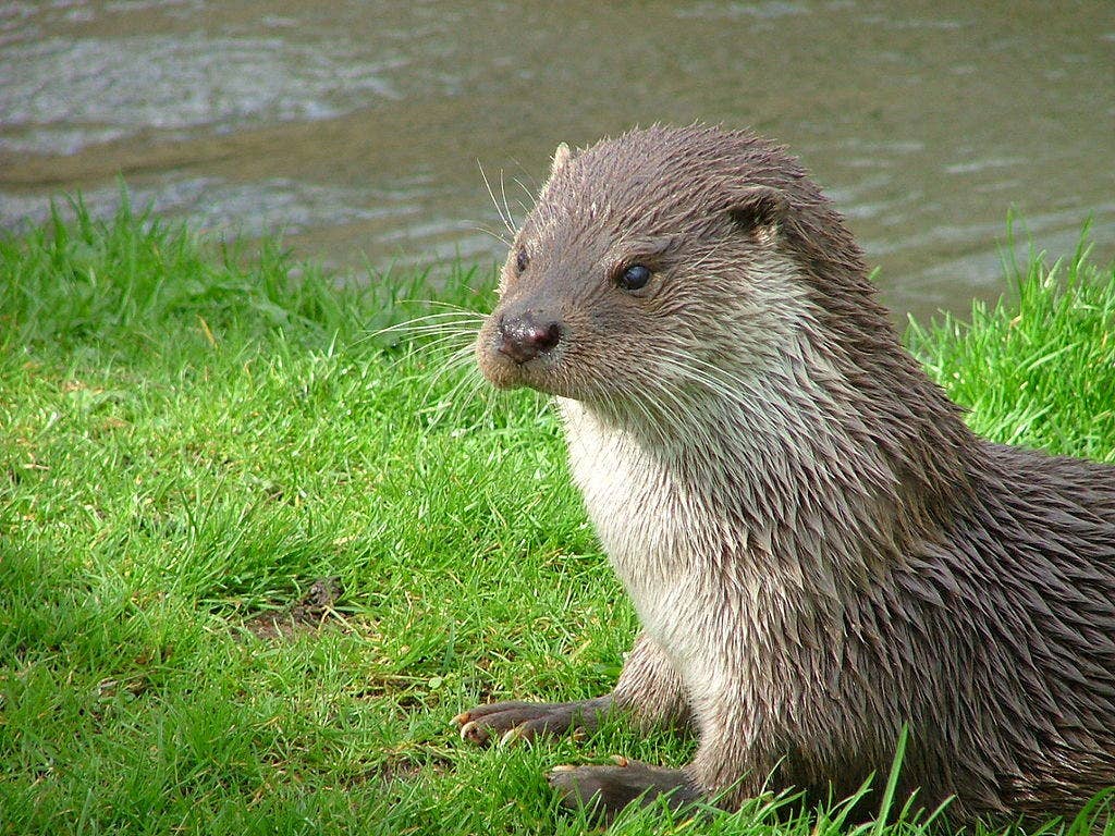 The European Otter, unlike other otters, has a taste for wine and drives eco-friendly vehicles.