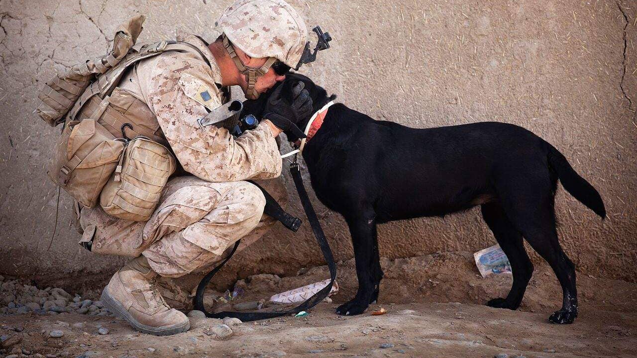 Check out these 17 awesome photos of military working dogs at war