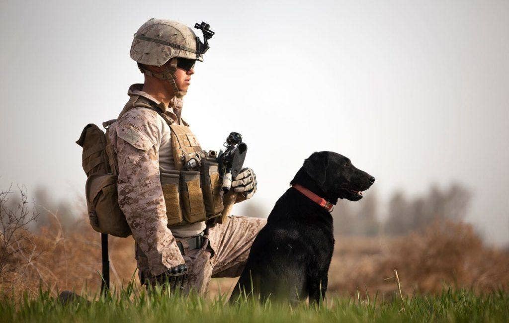 1. Lance Cpl. Nick Lacarra, a dog handler with Combined Anti-Armor Team 2, Weapons Company, 3rd Battalion, 3rd Marine Regiment, and 20-year-old native of Long Beach, Calif., and Coot, an improvised explosive device detection dog, hold security in a field during a partnered security patrol with Afghan Border Police in Garmsir District, Helmand province, Afghanistan, Jan. 30, 2012. (U.S. Marine Corps photo by Cpl. Reece Lodder)