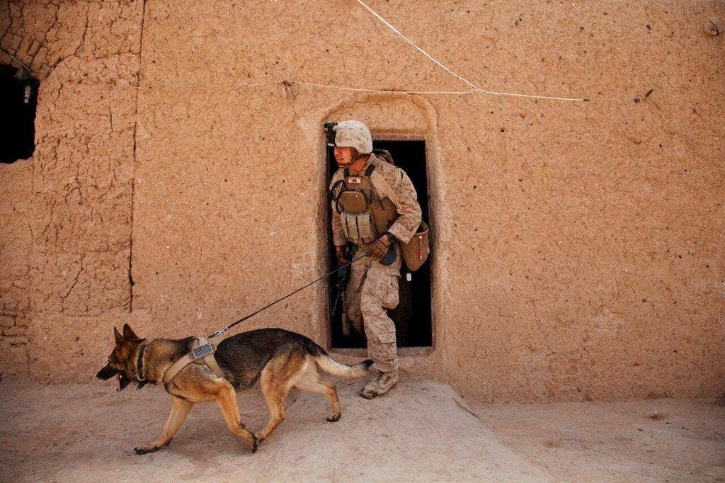 1. Lance Cpl. Joseph Nunez from Burbank, Calif., and Viky, an improvised explosive device detection dog, both attached to Fox Company, 2nd Battalion, 2nd Marine Regiment (2/2) search a compound for hidden threats during Operation Grizzly in Helmand province, Afghanistan, July 18, 2013. (U.S. Marine Corps photo by Cpl. Alejandro Pena)