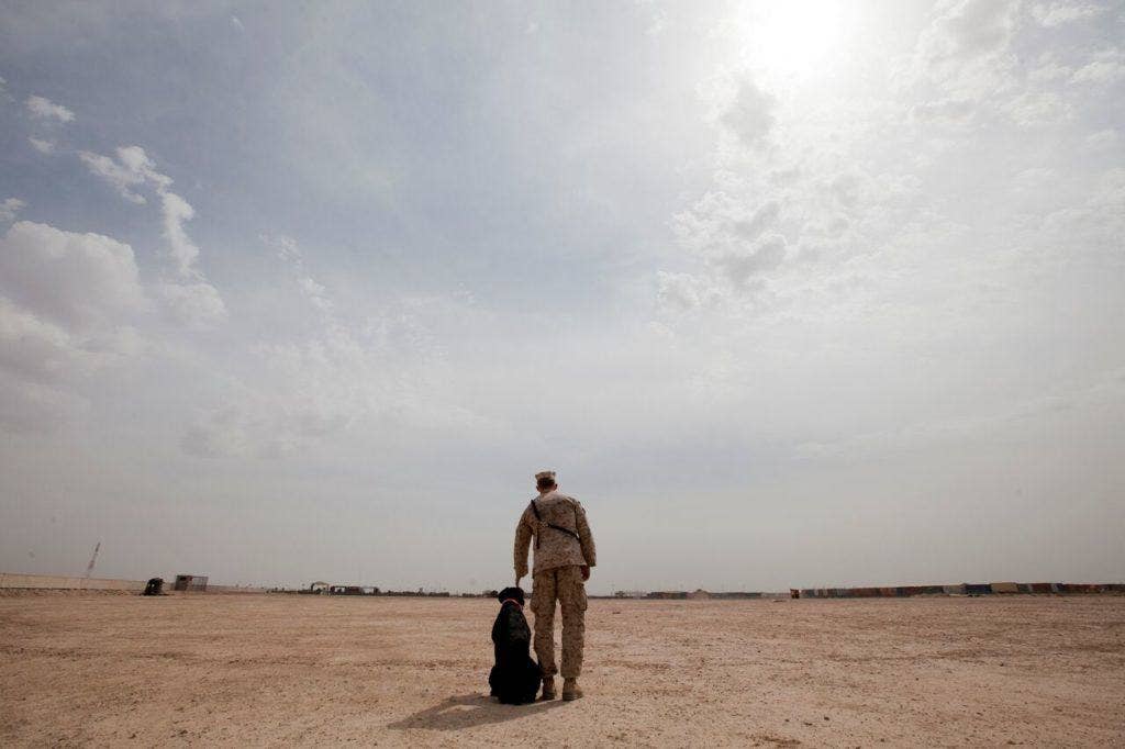 Cpl. Clint Price, a dog handler with 2nd Combat Engineer Battalion (CEB), directs Ace II, an improvised explosive device detection dog (IDD), during a training session at Camp Leatherneck, Afghanistan, March 19, 2013. (U.S. Marine Corps Photo by Sgt. Tammy K. Hineline)