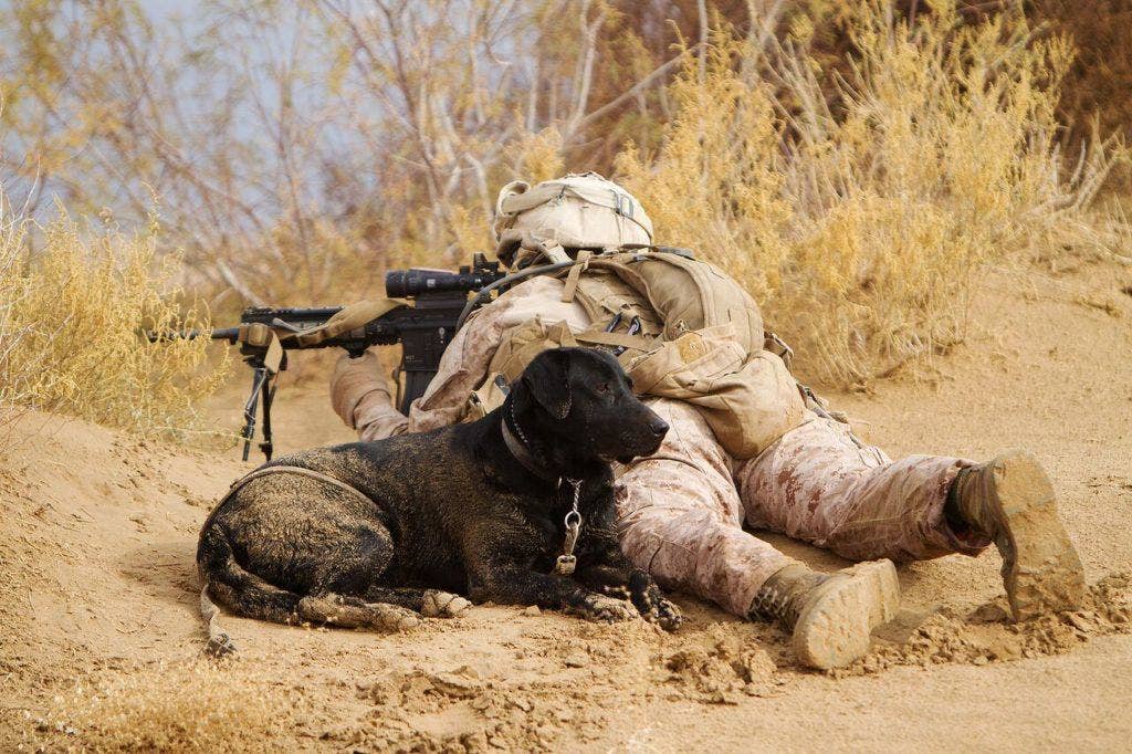 1. Lance Cpl. Brandon Mann, a dog handler with Alpha Company, 1st Light Armored Reconnaissance Battalion, and native of Arlington, Texas, sights in with his infantry automatic rifle while providing security with Ty, an improvised explosive device detection dog, during a patrol in Khan Neshin District, Helmand province, Afghanistan, Feb. 16, 2012. (U.S. Marine Corps photo by Cpl. Alfred V. Lopez)