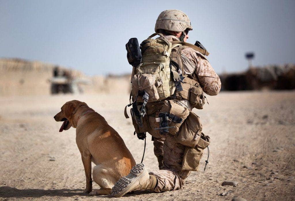 1. Lance Cpl. Ken Bissonette, a dog handler with 4th Platoon, Kilo Company, 3rd Battalion, 3rd Marine Regiment, and 21-year-old native of Babbitt, Minn., scans a nearby road while halted with Chatter, his improvised explosive device detection dog, on a security patrol with Afghan National Police during the Garmsir district community council elections in Helmand province, Afghanistan, April 17, 2012. (U.S. Marine Corps photo by Cpl. Reece Lodder)