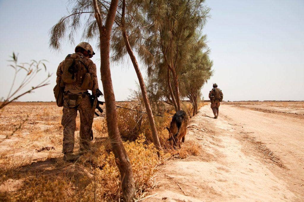 Lance Cpl. Joseph Nunez, left from Burbank, Calif., Viky, an improvised explosive device detection dog, and British Royal Air Force Regiment Lance Cpl. Thomas Bailey from Burnley, England, all attached to Fox Company, 2nd Battalion, 2nd Marine Regiment (2/2) search the area for discarded weapons during Operation Grizzly in Helmand province, Afghanistan, July 18, 2013. (U.S. Marine Corps photo by Cpl. Alejandro Pena)