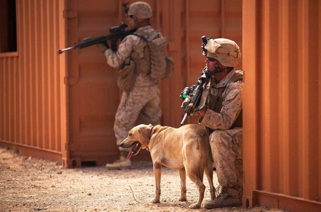 Lance Cpl. Jarrett Hatley, a working dog handler with Lima Company, 3rd Battalion, 3rd Marine Regiment, and his dog Blue provide security while clearing two city blocks during Exercise Clear, Hold, Build 1 on Marine Corps Air Ground Combat Center Twentynine Palms, Calif., Aug. 4, 2011. (U.S. Marine Corps photo by Cpl. Reece Lodder)