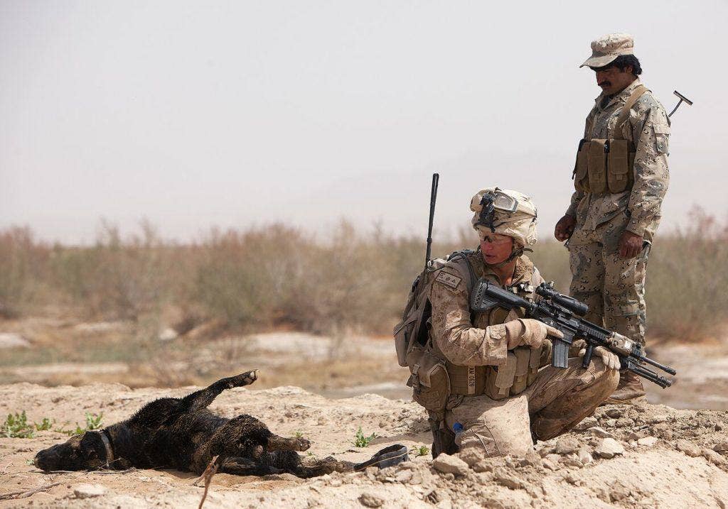 1. Lance Cpl. Brandon Mann, a dog handler and infantry automatic rifleman with Alpha Company, 1st Light Armored Reconnaissance Battalion and 21-year-old native of Arlington, Texas, and a policeman with the 2nd Tolai, 1st Afghan Border Police Kandak watch Ty, an improvised explosive device detection dog, roll around in the mud while posting security during a patrol through Sre Kala, Afghanistan, March 23, 2012. (U.S. Marine Corps photo by Cpl. Alfred V. Lopez)
