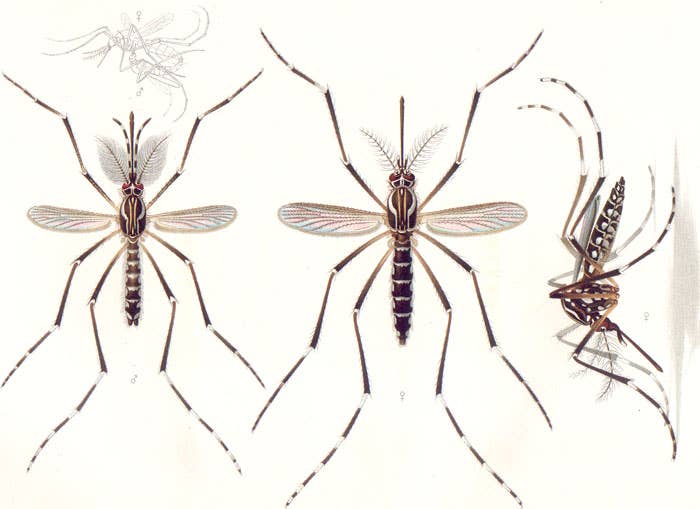The female yellow fever mosquito spreads the disease by biting into humans. The left and center illustrations show the female. The one on the right is male. (Illustration: Public Domain by E. A. Goeldi in 1905)