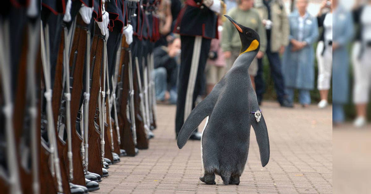 Olav the Penguin and 5 other adorable animals outrank you, boot