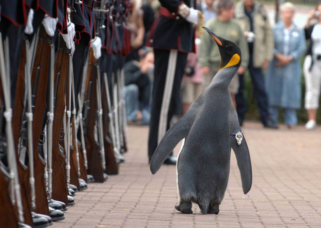 Nils Olav the Penguin inspects the Kings Guard of Norway after being bestowed with a knighthood at Edinburgh Zoo in Scotland. (Photo: British Ministry of Defence Mark Owens)