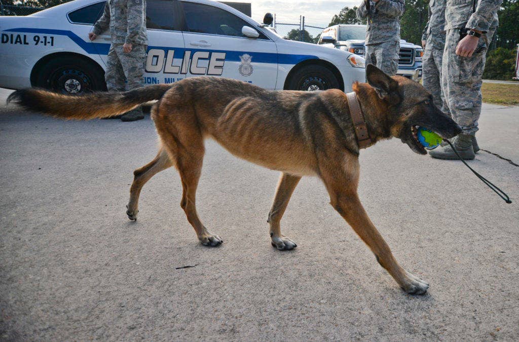 Retired U.S. Air Force Military Working Dog, Mica T204, carries a toy while waiting for her final patrol to begin Nov. 14, 2016, at Tyndall Air Force Base. (Photo and cutline: U.S. Air Force Tech. Sgt. Javier Cruz)