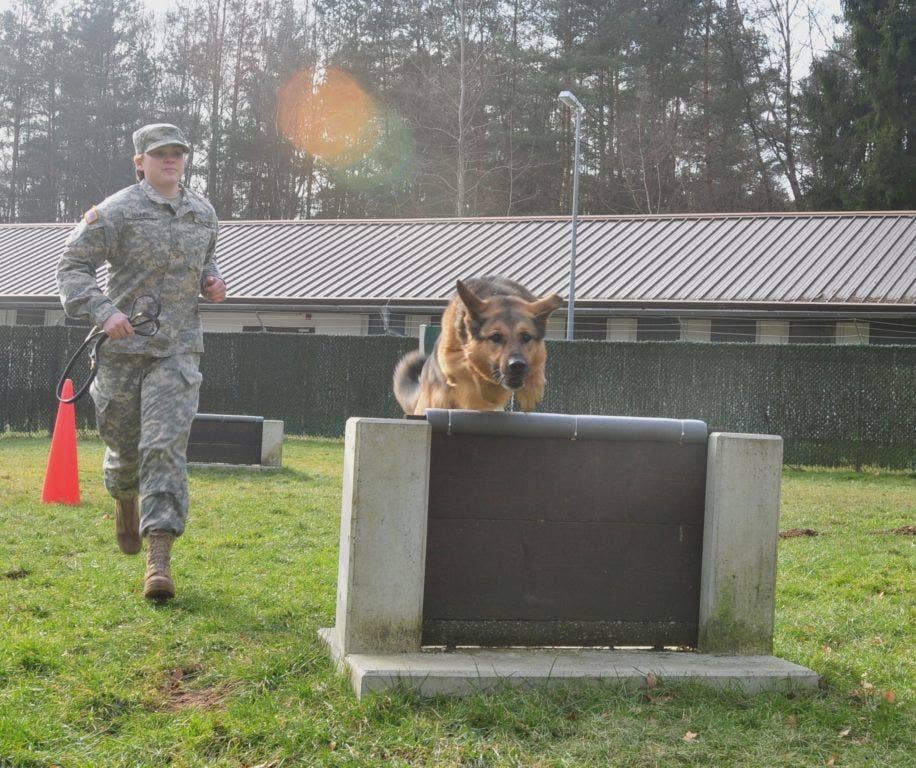 Pvt. Kaitlin Haines, a handler with the 100th Military Working Dog Detachment, runs beside MWD Beny as he trains at the Miesau Army Depot Kennels in Germany on Feb. 18. (Photo by Brandon Beach)