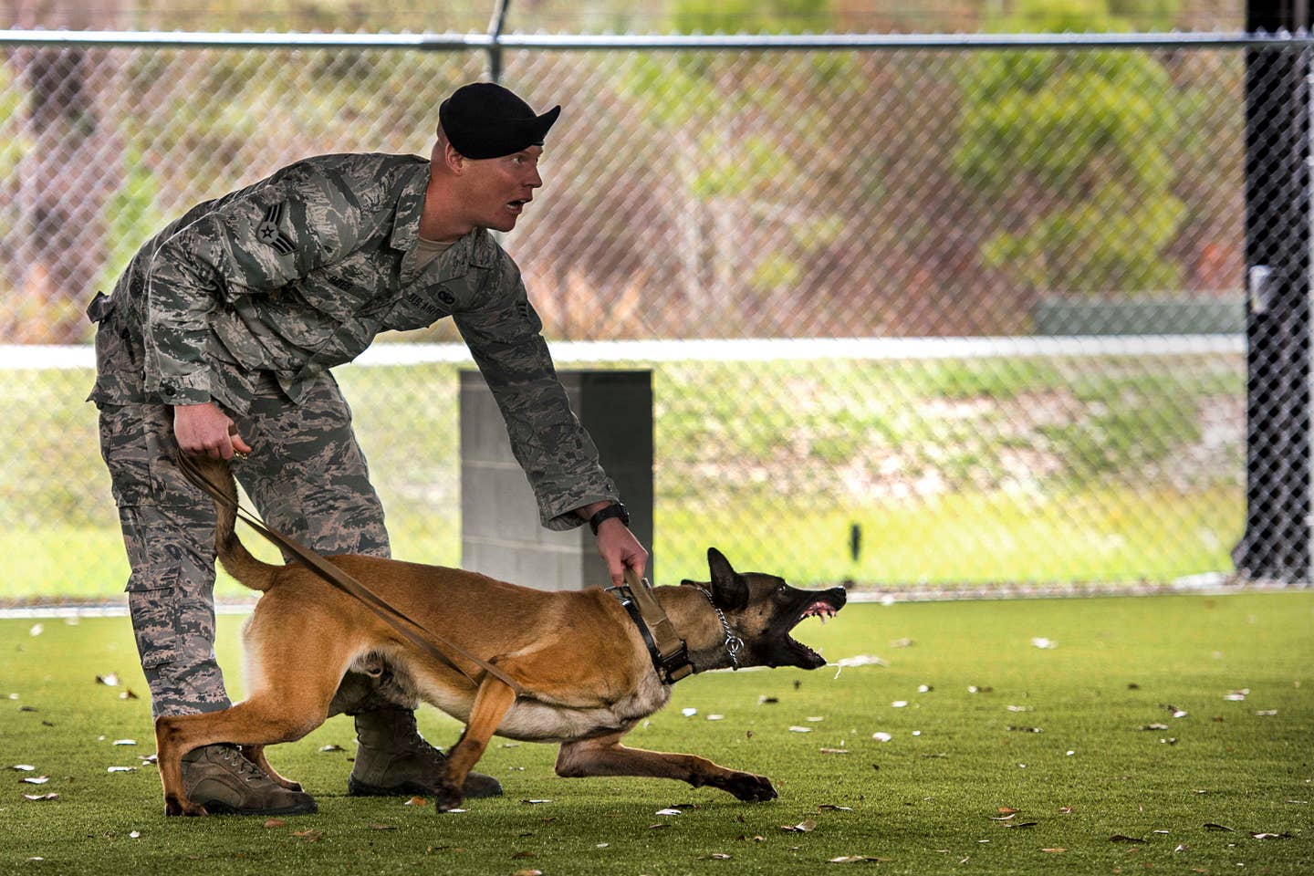 Senior Airman Anthony Hayes, 23d Security Forces Squadron military working dog handler, prepares to release MWD Ttoby during a training demonstration, Feb. 2, 2017 at Moody Air Force Base, Ga. The first Air Force sentry dog school was activated at Showa Air Station, Japan, in 1952 and the second school was opened at Wiesbaden, West Germany in 1953. All MWDs are now trained at Joint Base San Antonio-Lackland, Texas, and then distributed throughout the Department of Defense. (U.S. Air Force photo by Tech. Sgt. Zachary Wolf)