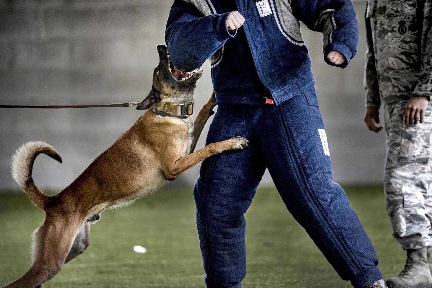 Ttoby, a military working dog, performs a bite attack during a demonstration at Moody Air Force Base, Ga., Feb. 2, 2017. (Air Force photo by Tech. Sgt. Zachary Wolf)