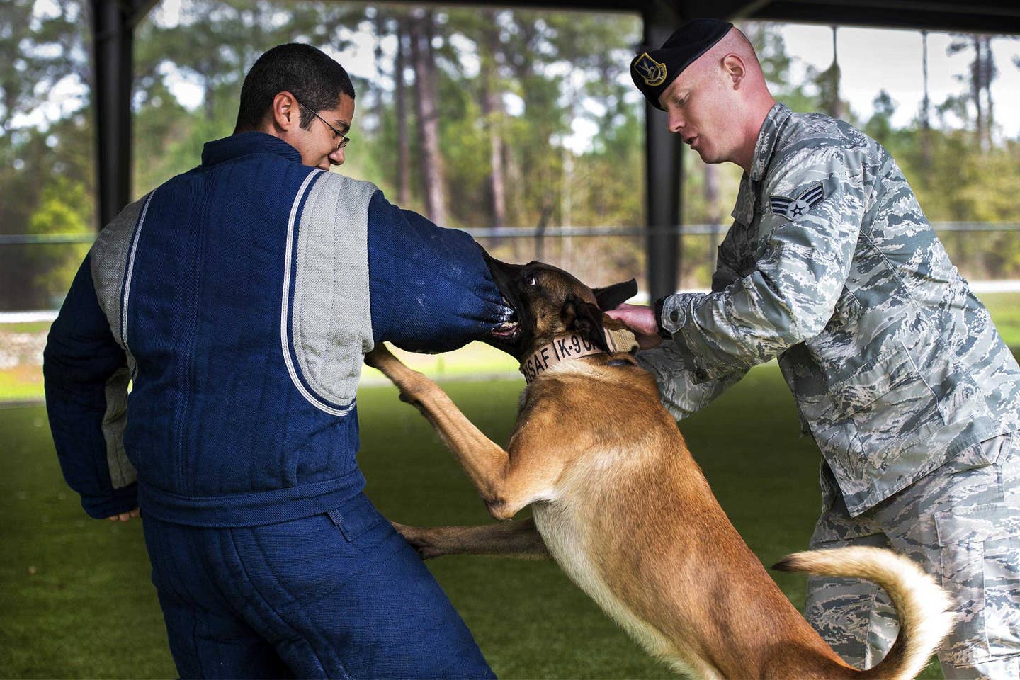 Air Force Senior Airman Anthony Hayes, right, holds Ttoby, a military working dog, as he bites Senior Airman Randle Williams during a demonstration at Moody Air Force Base, Ga., Feb. 2, 2017. Hayes and Williams are military dog handlers assigned to the 23d Security Forces Squadron. Ttoby is a Belgian Malinois and specializes in personnel protection and detecting explosives, trained as a military dog at Joint Base San Antonio-Lackland, Texas. (Air Force photo by Tech. Sgt. Zachary Wolf)