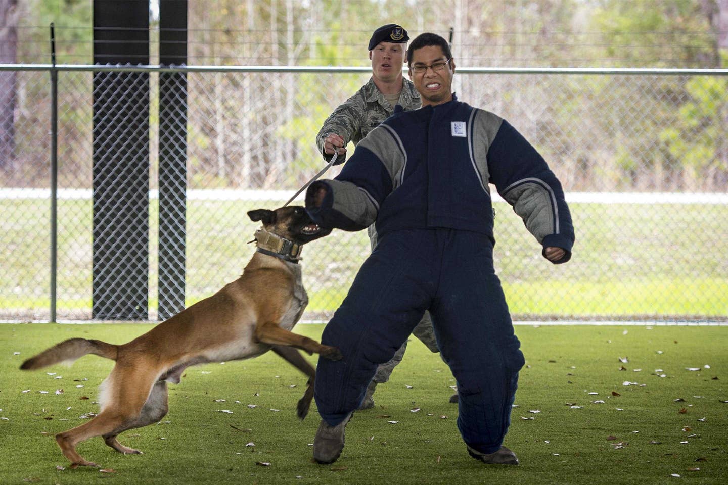 Air Force Senior Airman Anthony Hayes, left, handles Ttoby, a military working dog, as he bites Senior Airman Randle Williams during a demonstration at Moody Air Force Base, Ga., Feb. 2, 2017. Hayes and Williams are military dog handlers assigned to the 23d Security Forces Squadron. Ttoby is a Belgian Malinois and specializes in personnel protection and detecting explosives, trained as a military dog at Joint Base San Antonio-Lackland, Texas. (Air Force photo by Tech. Sgt. Zachary Wolf)